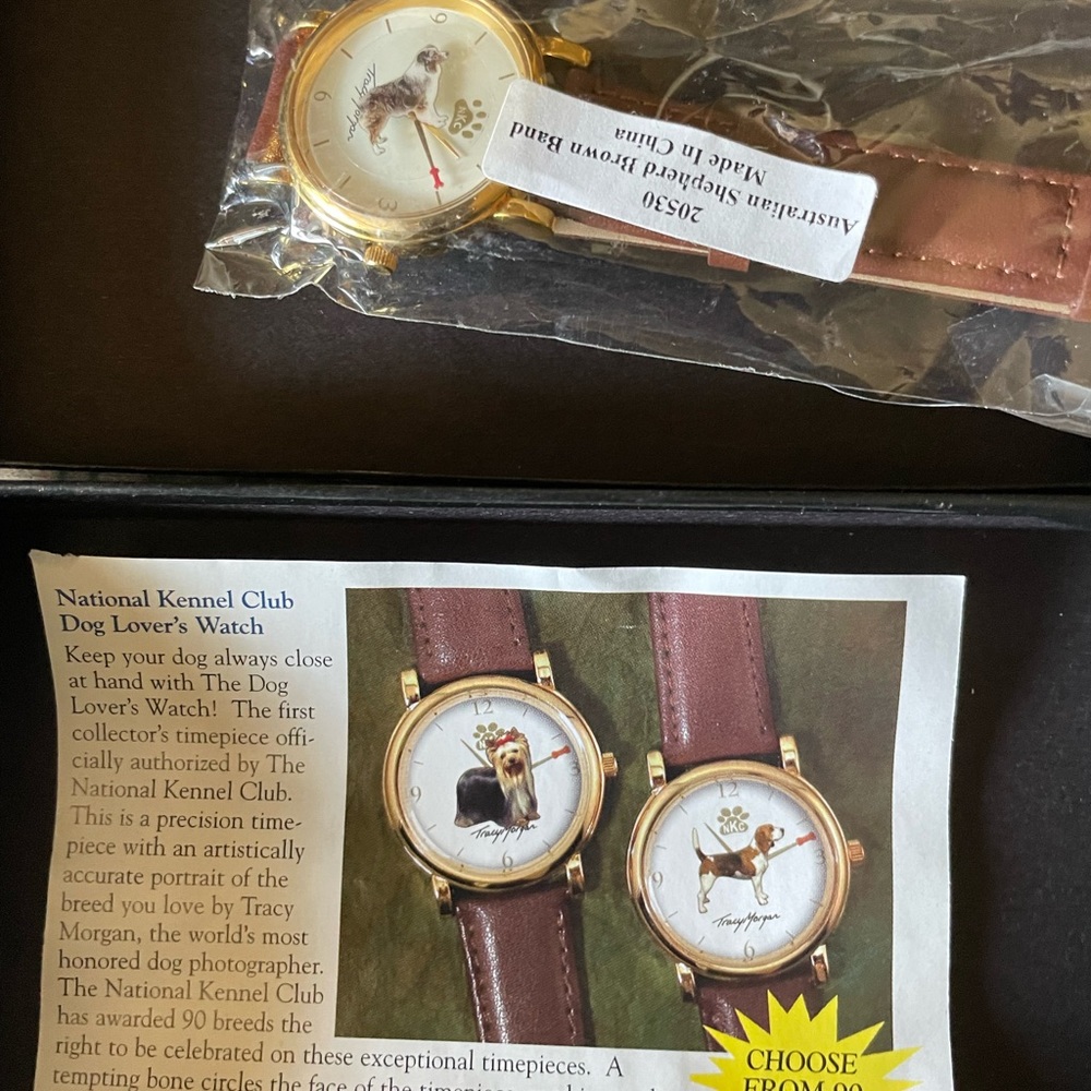 Australian shepherd watch